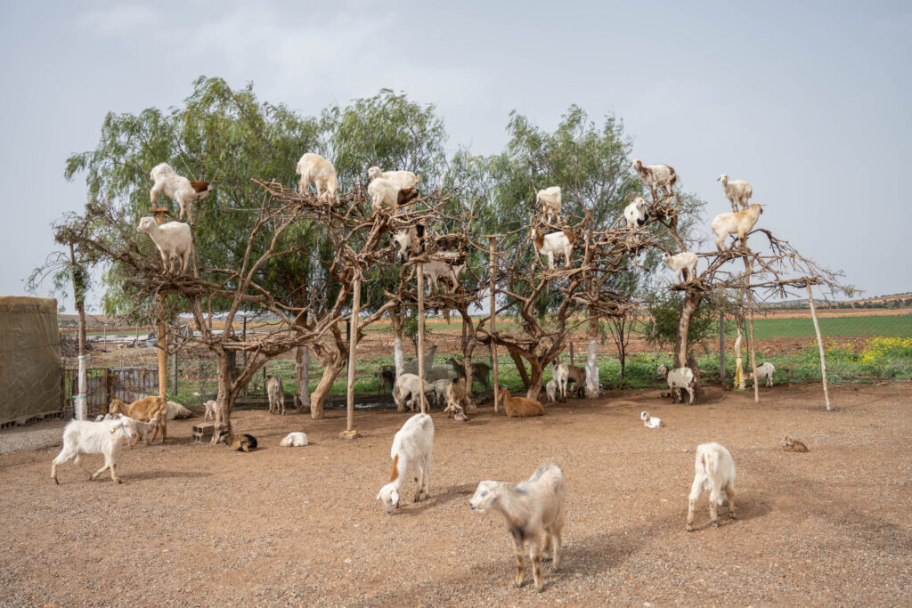 (Es)Sau(i)re Beine in Essouira
