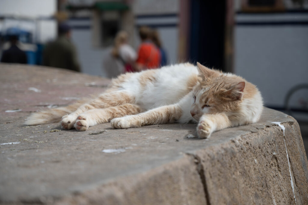 Plegere in Essouira