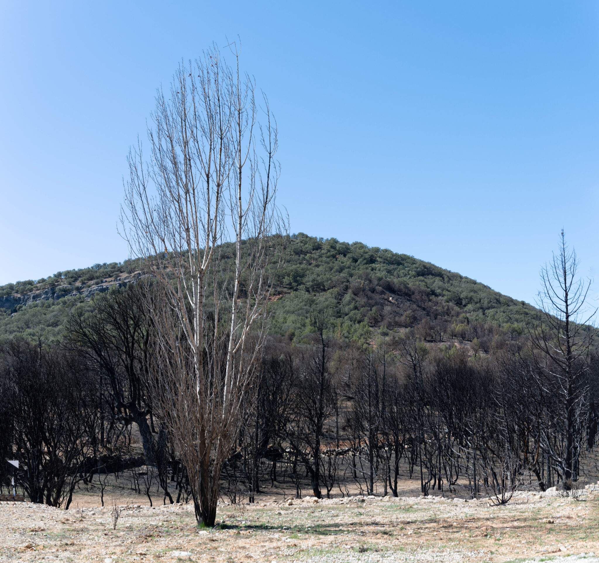 20230326-132923-DSC_0930-Pano