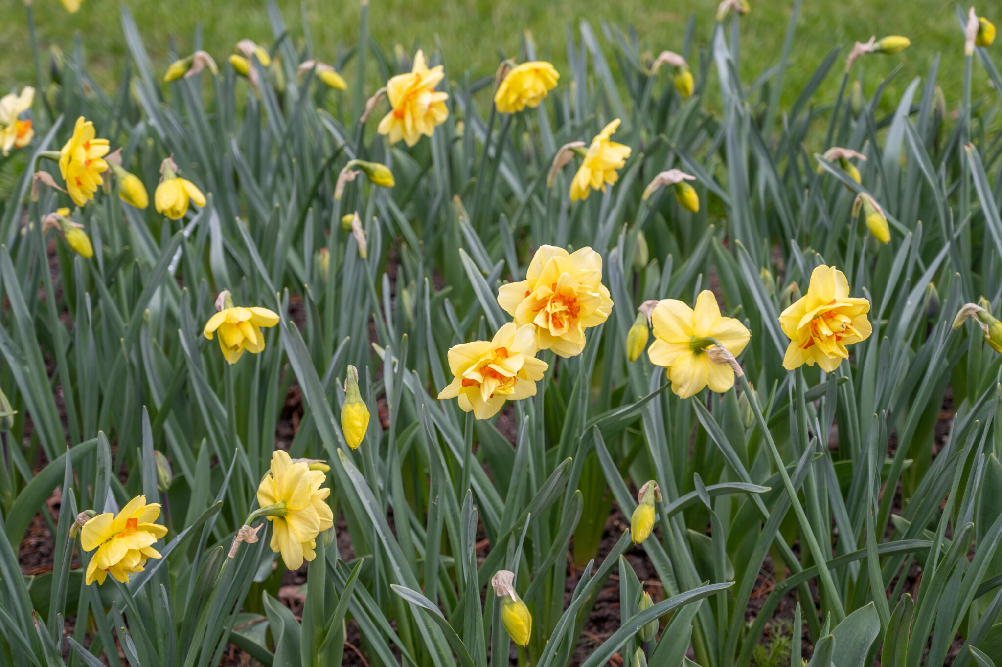20230415-15h48m-DSC_7127