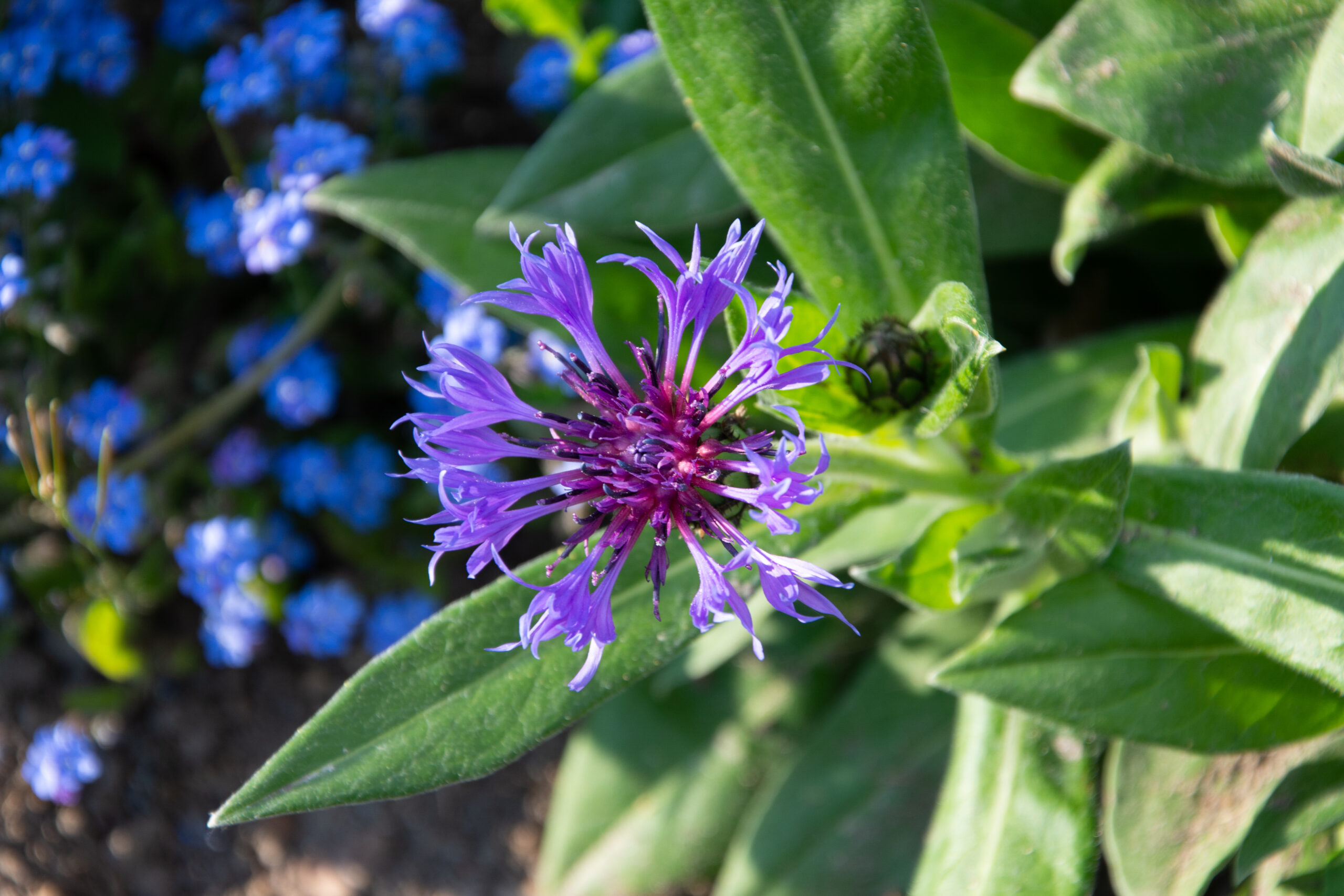 Cornflower in Paris