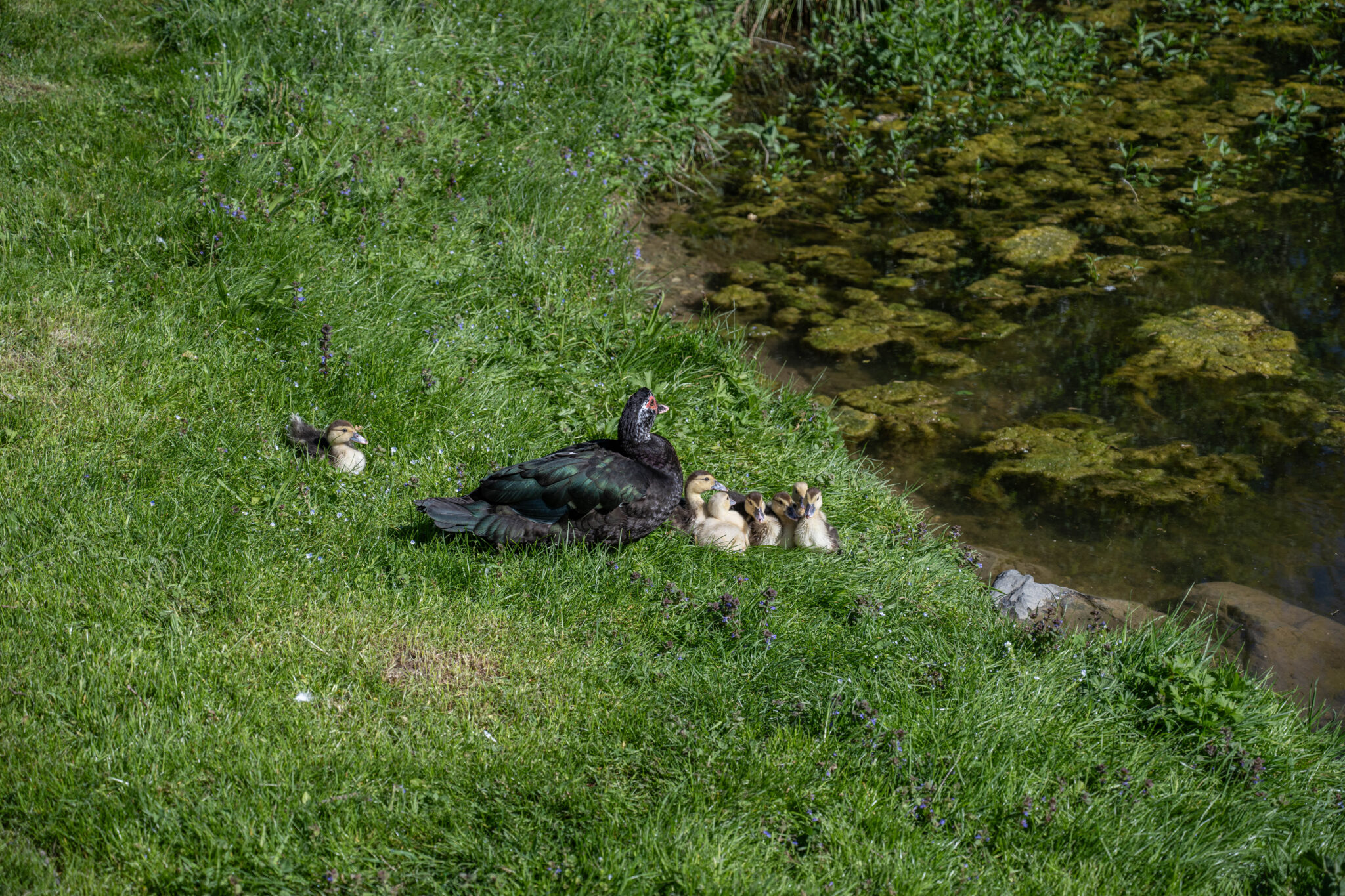 20240504-10h18m-DSC_4416