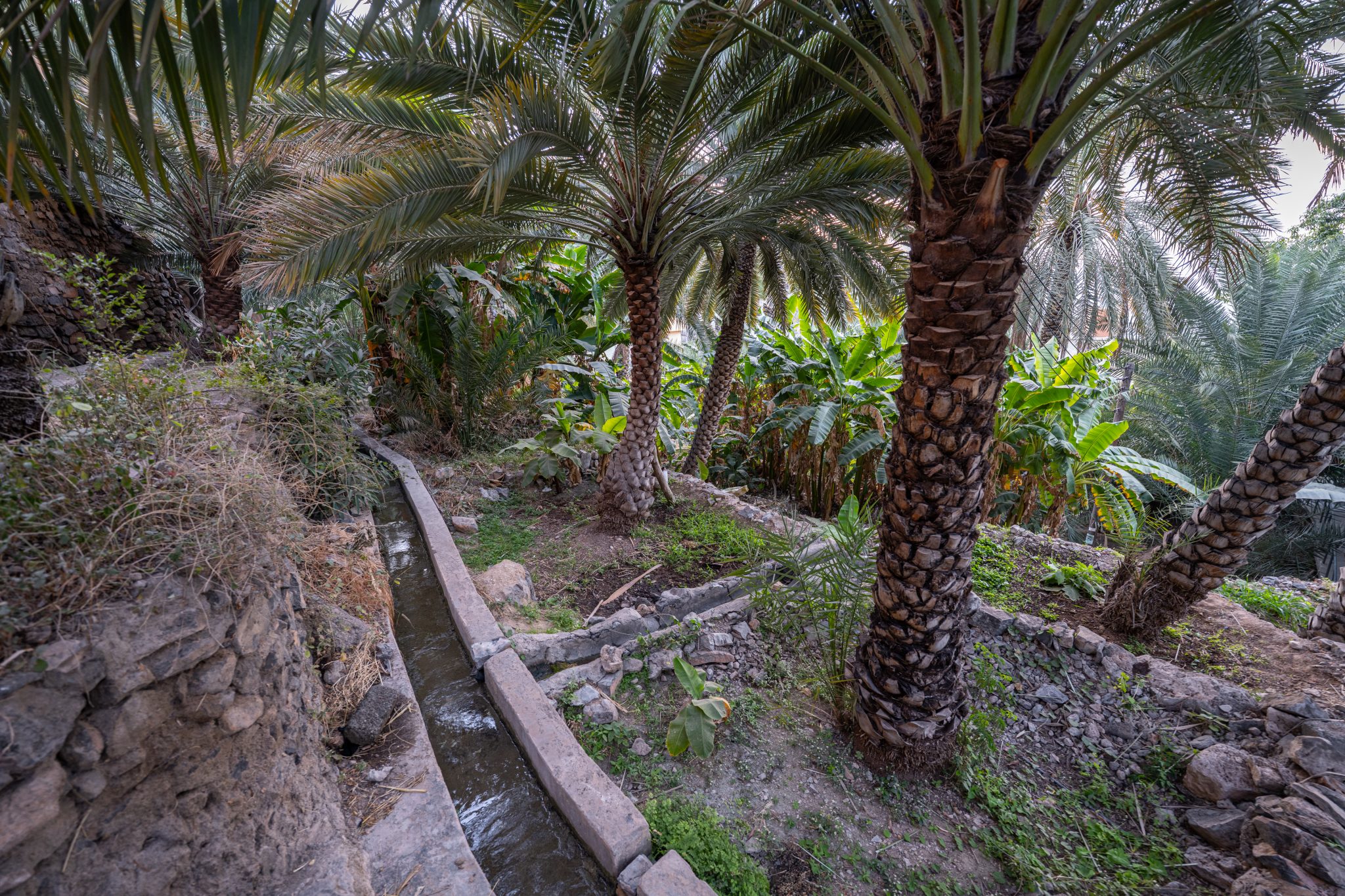 2026-02-06 Misfah, Al-Ayn-04_59-DSC_7895