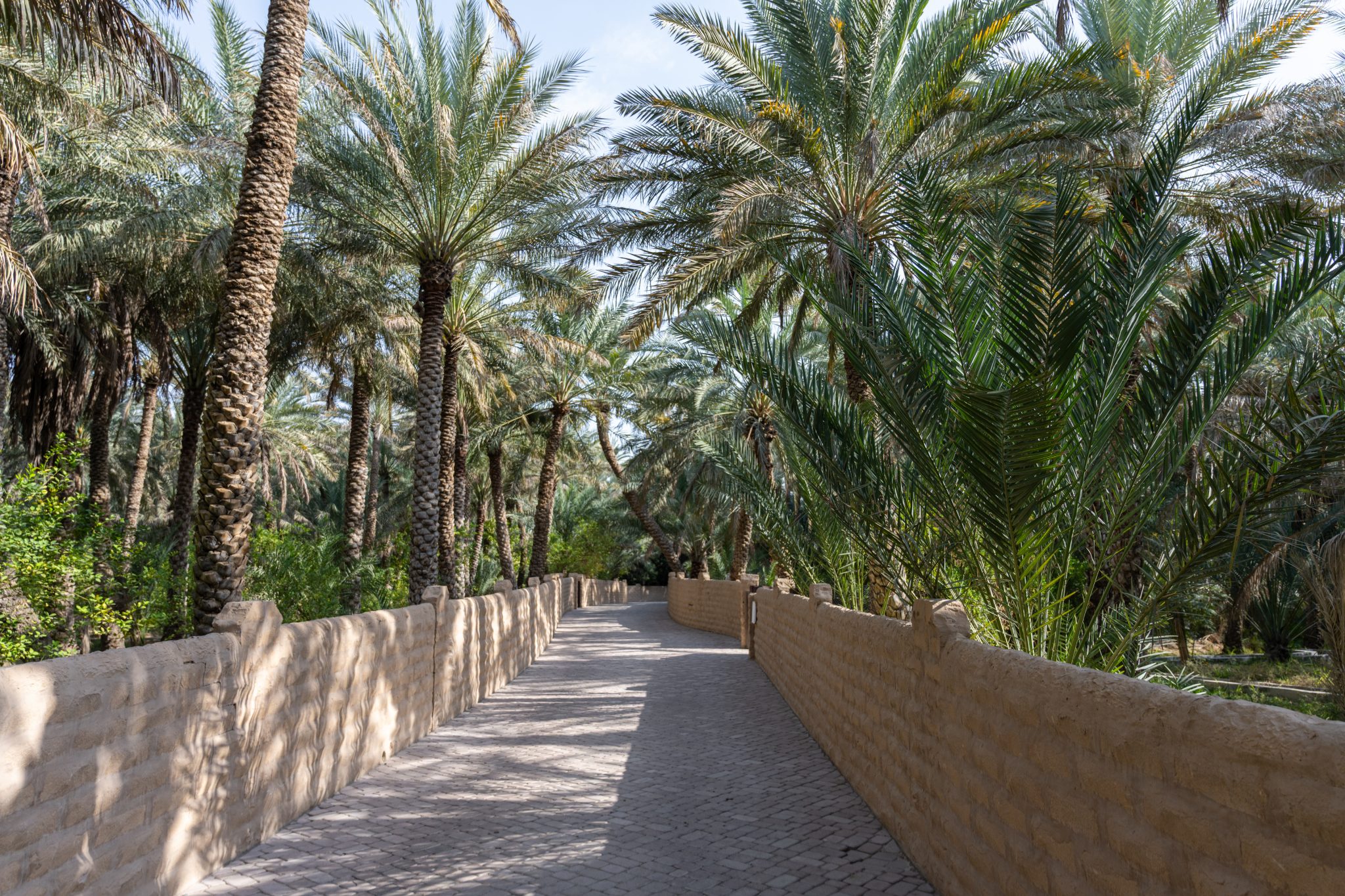 2026-02-07 Al Ain, Abu Dhabi-07_55-DSC_7995